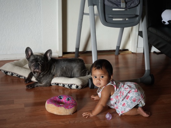 French Bulldog – French Bulldog Name Miami – Kent