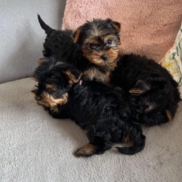 Yorkshire Terrier – yorkshire