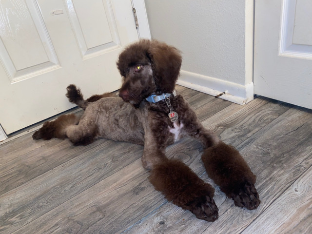 Poodle – Akc standard poodle