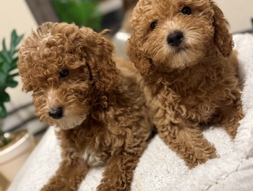 Poodle – Miniature poodles – Washington