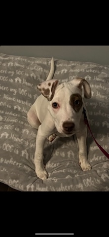 American Foxhound – Fur Baby for Sell