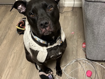 American Pit Bull Terrier – sweet pit mix -  free – Missoula