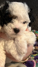 Poodle – parti male