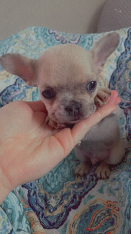 French Bulldog – super loverable frenchie puppies 🥰