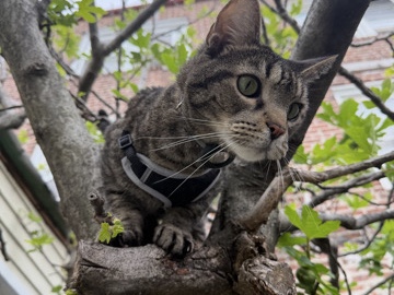 American Shorthair – Sheldon — Friendly Tabby Looking for a One-Cat Home – New York