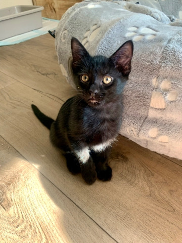 Rehome Kittens