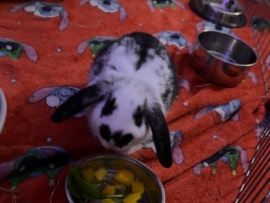 Havana – 12 week old havana/english spot boy rabbit