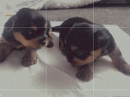 Yorkshire Terrier – For sale – Derby
