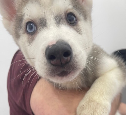 Siberian Husky – beautiful husky pup