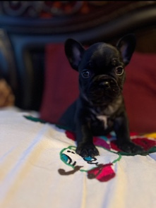 French Bulldog – Frenchie Female