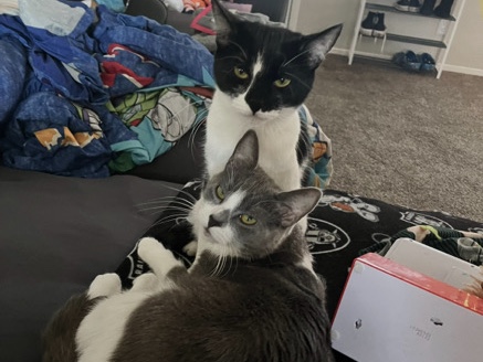 Xena and Tequila need new homes – Las Vegas
