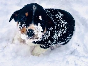 Australian Cattle Dog – Watts – Parish