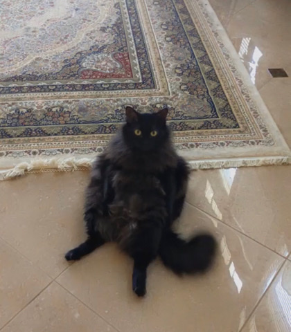 Maine Coon – In Need of a Loving Family