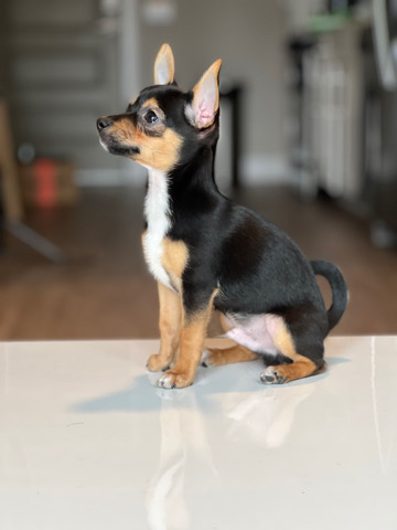 Chihuahua – Chihuahua puppy for sale male