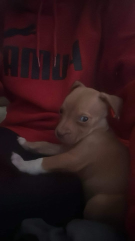 American Pit Bull Terrier – baby needs a home
