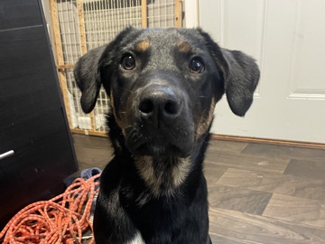 Labrador Retriever – puppy for adoption – West St. Paul