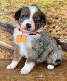 Miniature Australian Shepherd – Mini Aussie Puppies