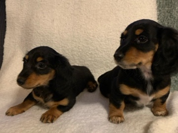 Dachshund - dachshunds puppies sell available for adoption in Miami