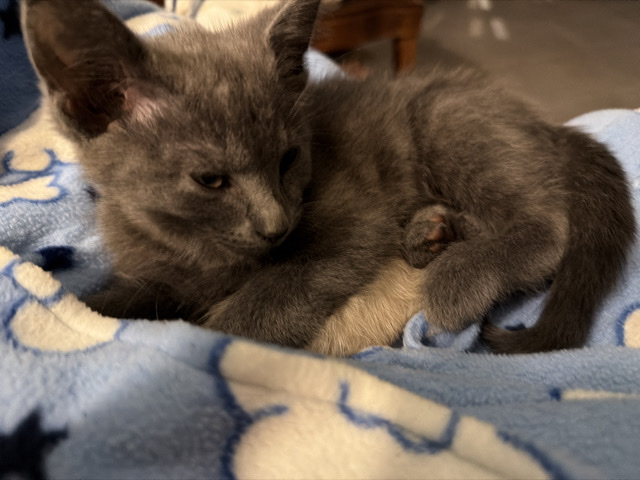 Friendly Young Kitten Available in Bessemer – Bessemer