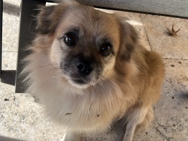 Mixed Breed – Rehome – New Port Richey
