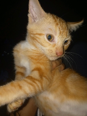 American Shorthair – Orange kitten