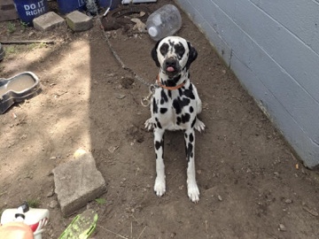 Dalmatian – Jade! – Columbus