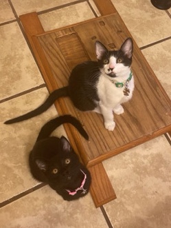 two kittens ready for their forever home