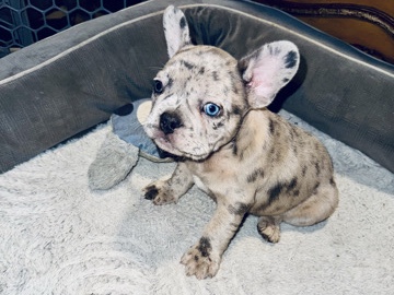 French Bulldog – Frenchies