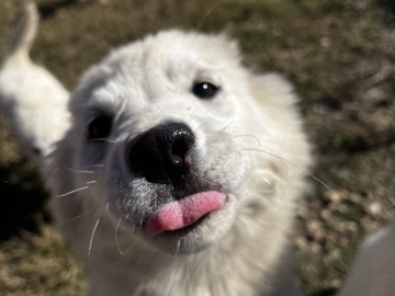 Labrador Husky – Labrador Husky