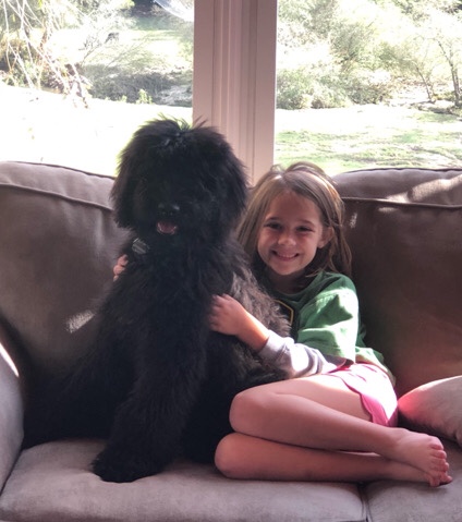 Bernese Mountain Dog – F1B Bernedoodle