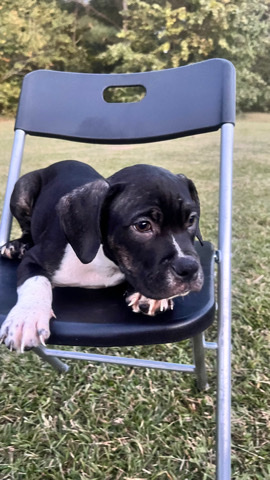 American Bulldog – I am a breeder