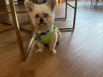 Havanese – bubby – New York