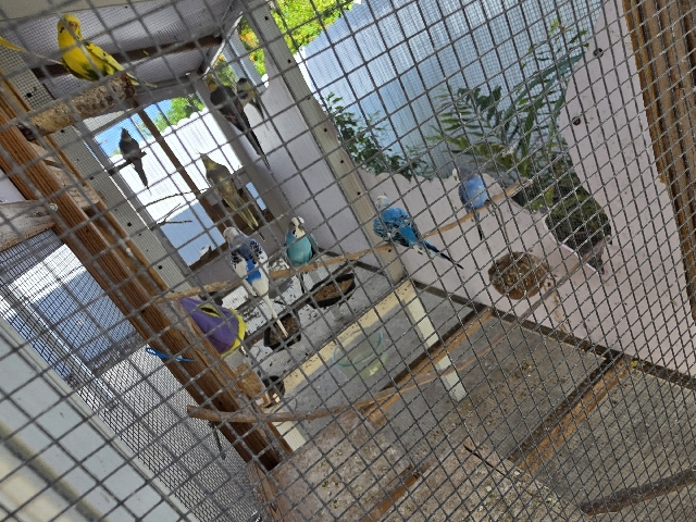 Cockatiel – Cockatiels & Parakeets – Miami Gardens