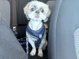 Shih Tzu – Shih-Tzu – Chandler