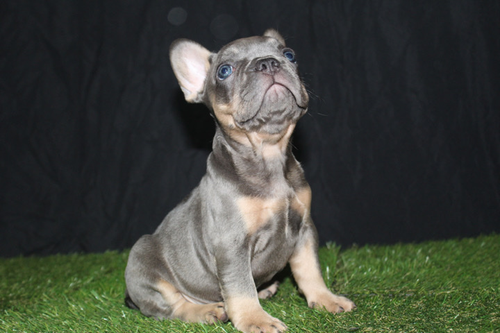 French Bulldog – new home