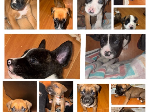 American Pit Bull Terrier – American Pit/Rot
