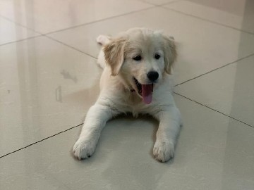 Golden Retriever – jooo – Bengaluru