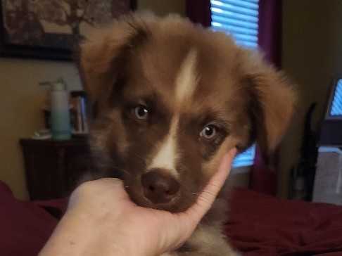 Iris seeks forever home