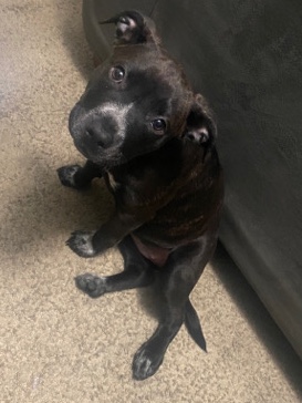 Lab/Pit Mix