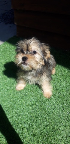 Shih Tzu – beautiful calm shorkie puppy