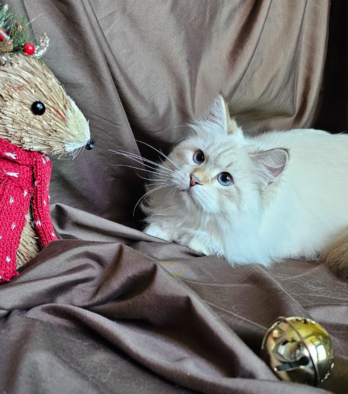 Siberian Neva Masquerade