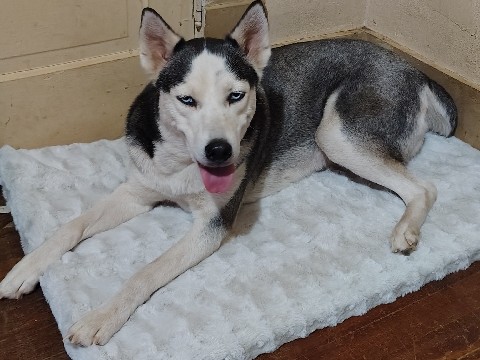 Siberian Husky – Loving Siberian husky – Shawnee