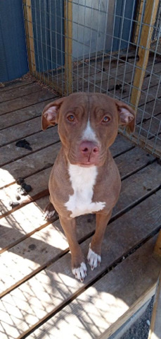 American Pit Bull Terrier – selling puppy must go best offer