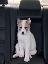 Siberian Husky – German Shepherd/Husky