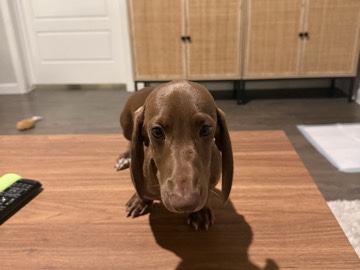 Dachshund – Male Mine Dachshund – North Richland Hills