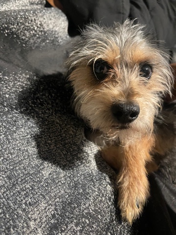 Maltese – Hello, I'm Rocky💙