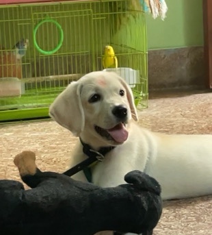 Labrador Retriever – Labrador pet
