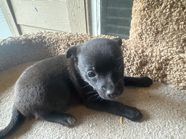 Chihuahua – chihuahua