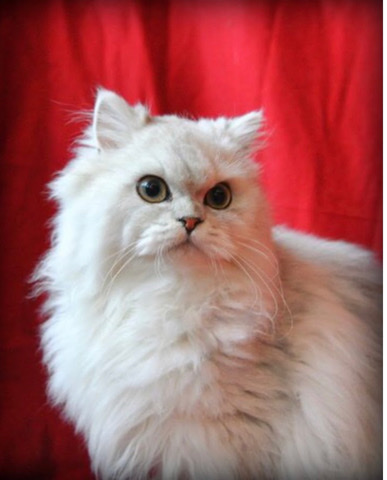 Persian (Traditional) – Silver Chinchilla Persian cat