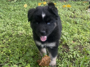 Australian Shepherd – Chunk